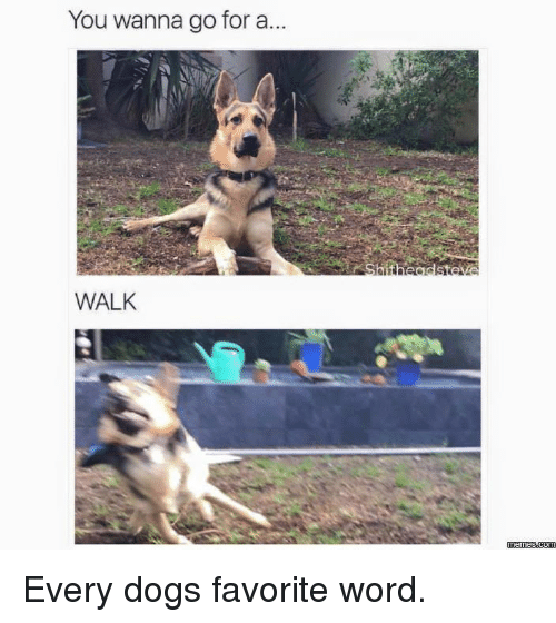 you-wanna-go-for-a-walk-memes-every-dogs-favorite-6947834